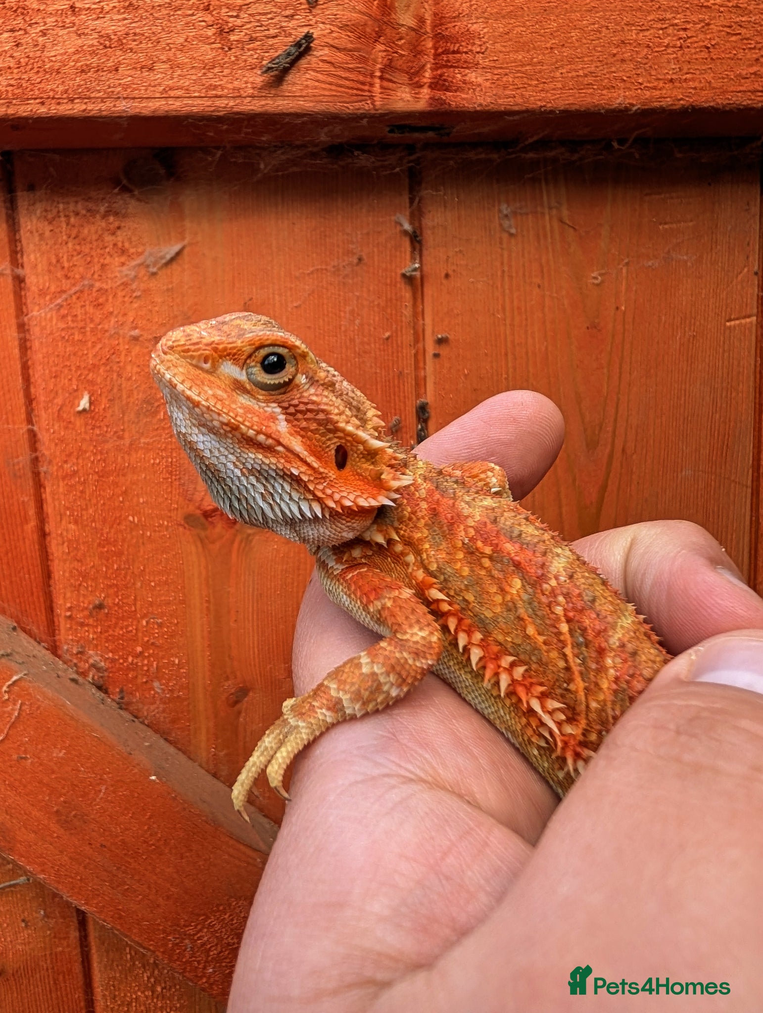 Bearded Dragon reptiles Female red monster bearded dragon  - Advert 4