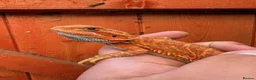 Bearded Dragon reptiles for sale: Two female bearded dragons  - Advert 2