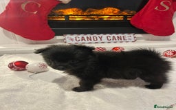Pomeranian dogs for sale: POMERANIAN PUPPIES FOR SALE. BEAUTIFUL! - Advert 15