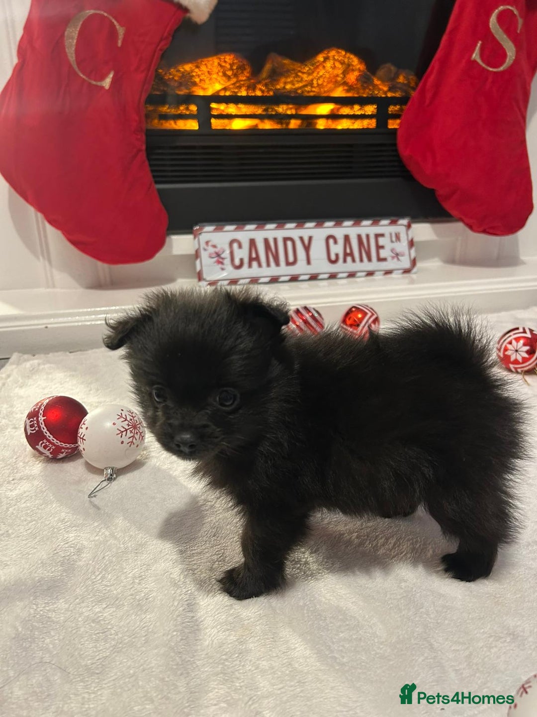 Pomeranian dogs for sale: POMERANIAN PUPPIES FOR SALE. BEAUTIFUL! - Advert 15