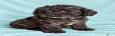 Cockapoo 9
