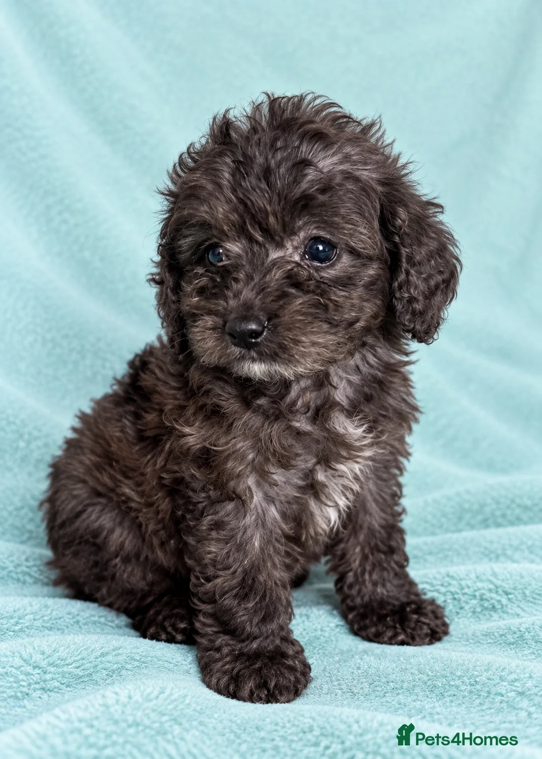 Cockapoo dogs for sale: Lovely cockapoo puppies Merle, apricot, black, red - Advert 11