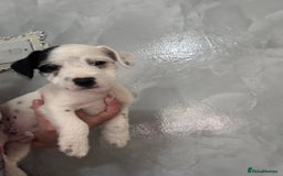 Jack Russell dogs for sale: 3 traditional Jack Russell boys  - Image 2