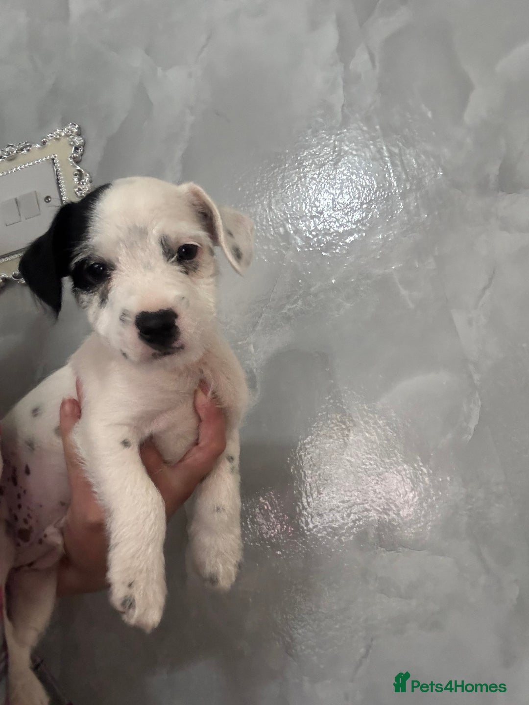 Jack Russell dogs for sale: 3 traditional Jack Russell boys  - Image 2