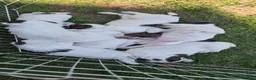 English Springer Spaniel dogs for sale: ESS PUPS 4 BOYS 3 GIRLS in Mansfield - Advert 6