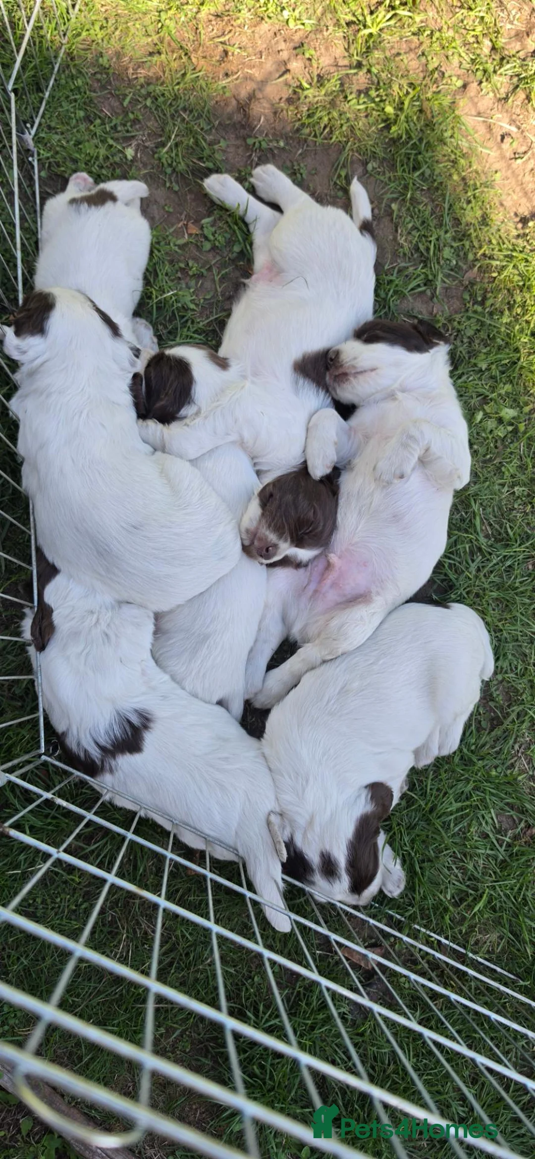 English Springer Spaniel dogs for sale: ESS PUPS 4 BOYS 3 GIRLS in Mansfield - Advert 6