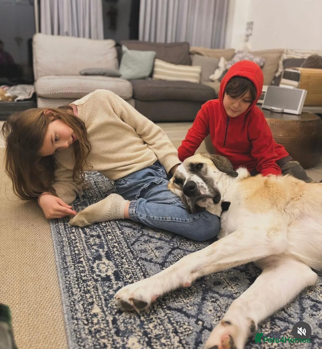 Mixed Breed dogs for adoption: Dexter The Gentle Giant ❤️ - Advert 15