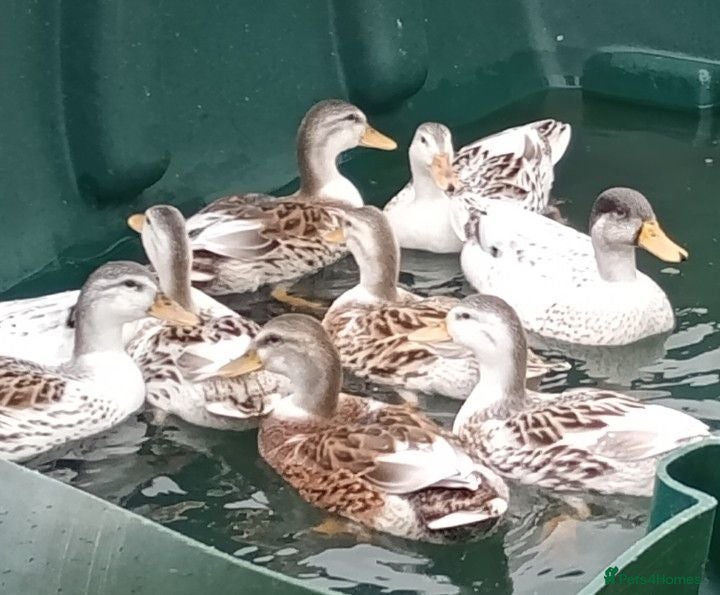 Ducks poultry Male Silver Bantam Ducks  - Advert 15