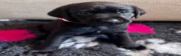 Labrador Retriever dogs for sale: Labrador Retriever KC puppies - Advert 35