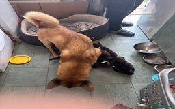 Mixed Breed dogs for sale: American Akita x German Sheperd Pups ready to go - Image 12