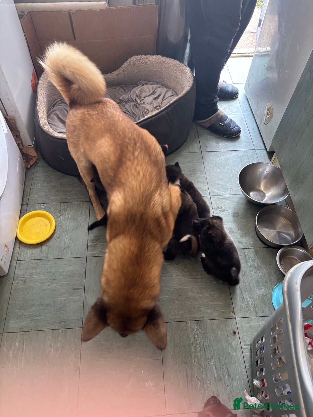 Mixed Breed dogs for sale: American Akita x German Sheperd Pups ready to go - Image 12