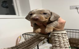Dachshund dogs for sale: Dutch hound Puppys Miniature - Image 4
