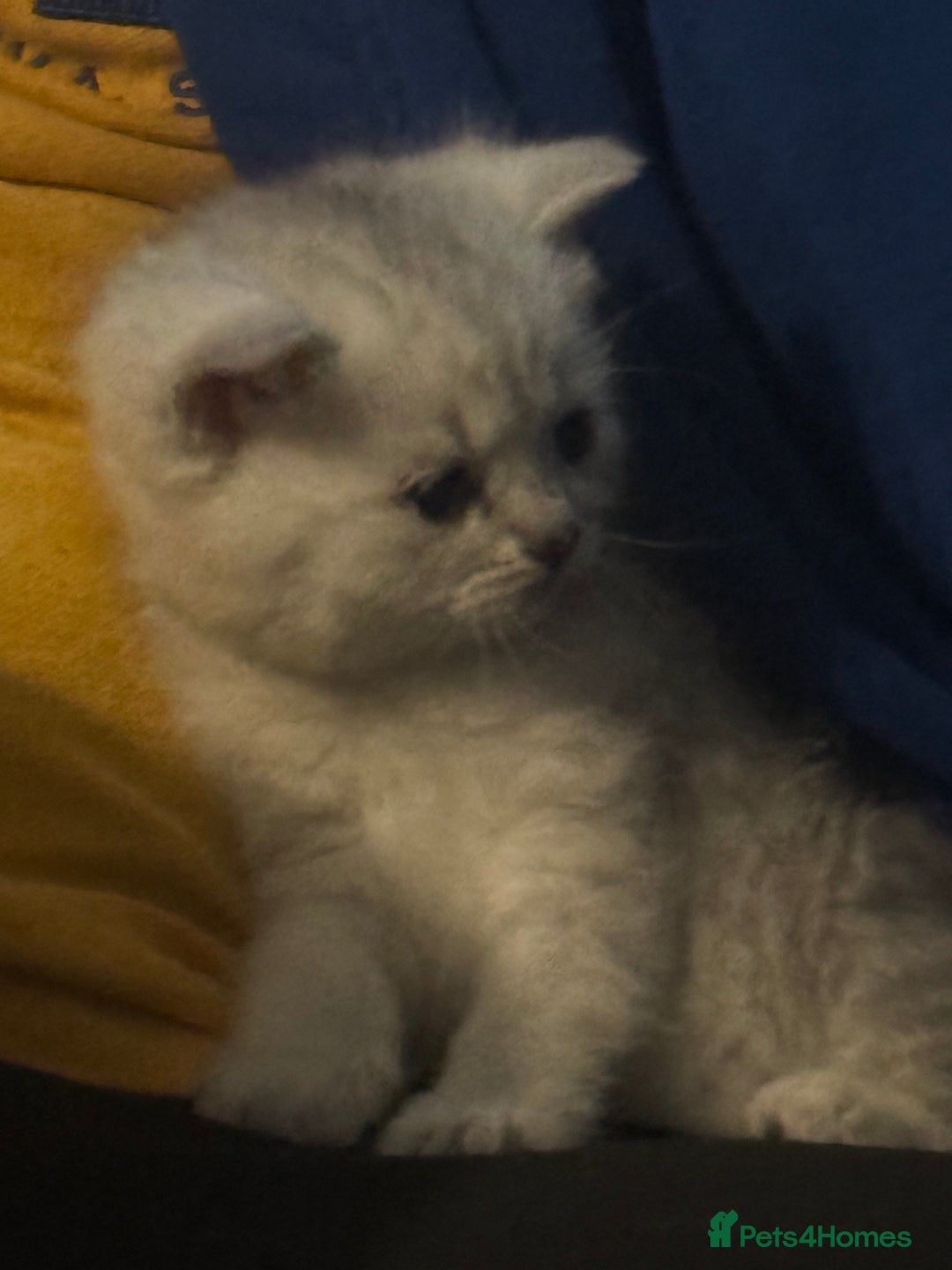 British Shorthair cats for sale: 🐾Gorgeous British shorthair🐾 - Advert 8