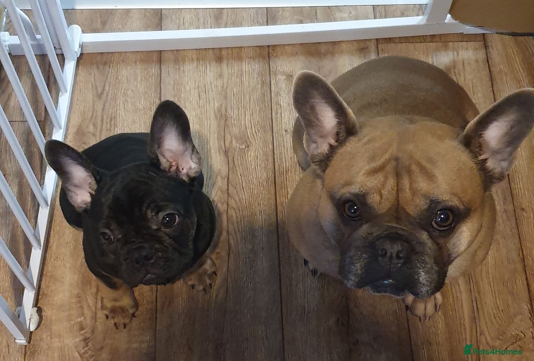 French Bulldog dogs for sale: 1 Black Male French Bulldog - Advert 2