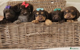 Cocker Spaniel dogs for sale: Ready this Thursday vet checked  - Image 8