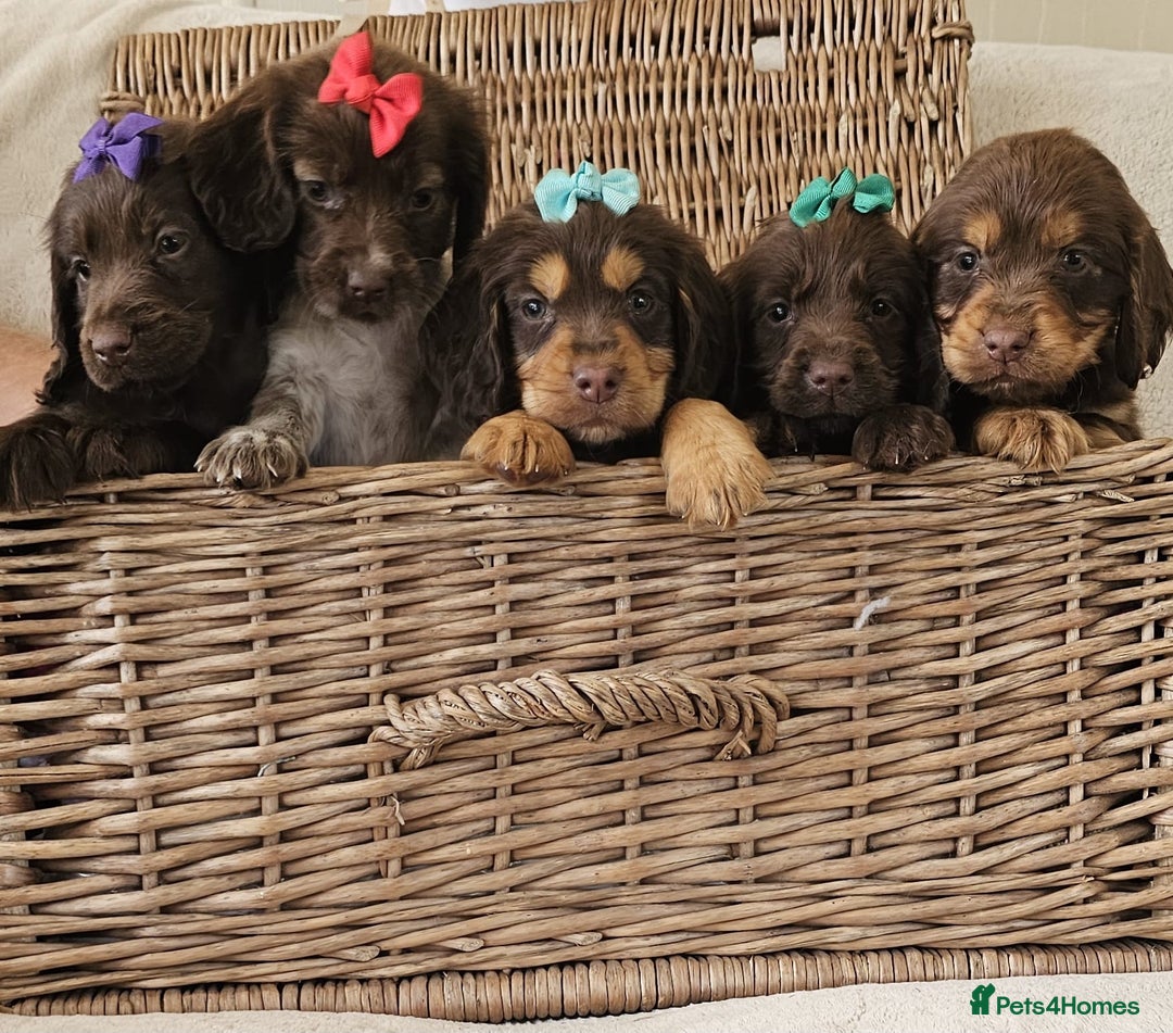 Cocker Spaniel dogs for sale: Ready this Thursday vet checked  - Image 8