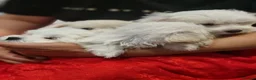 Bichon Frise dogs for sale: Bishon Frise  - Advert 7