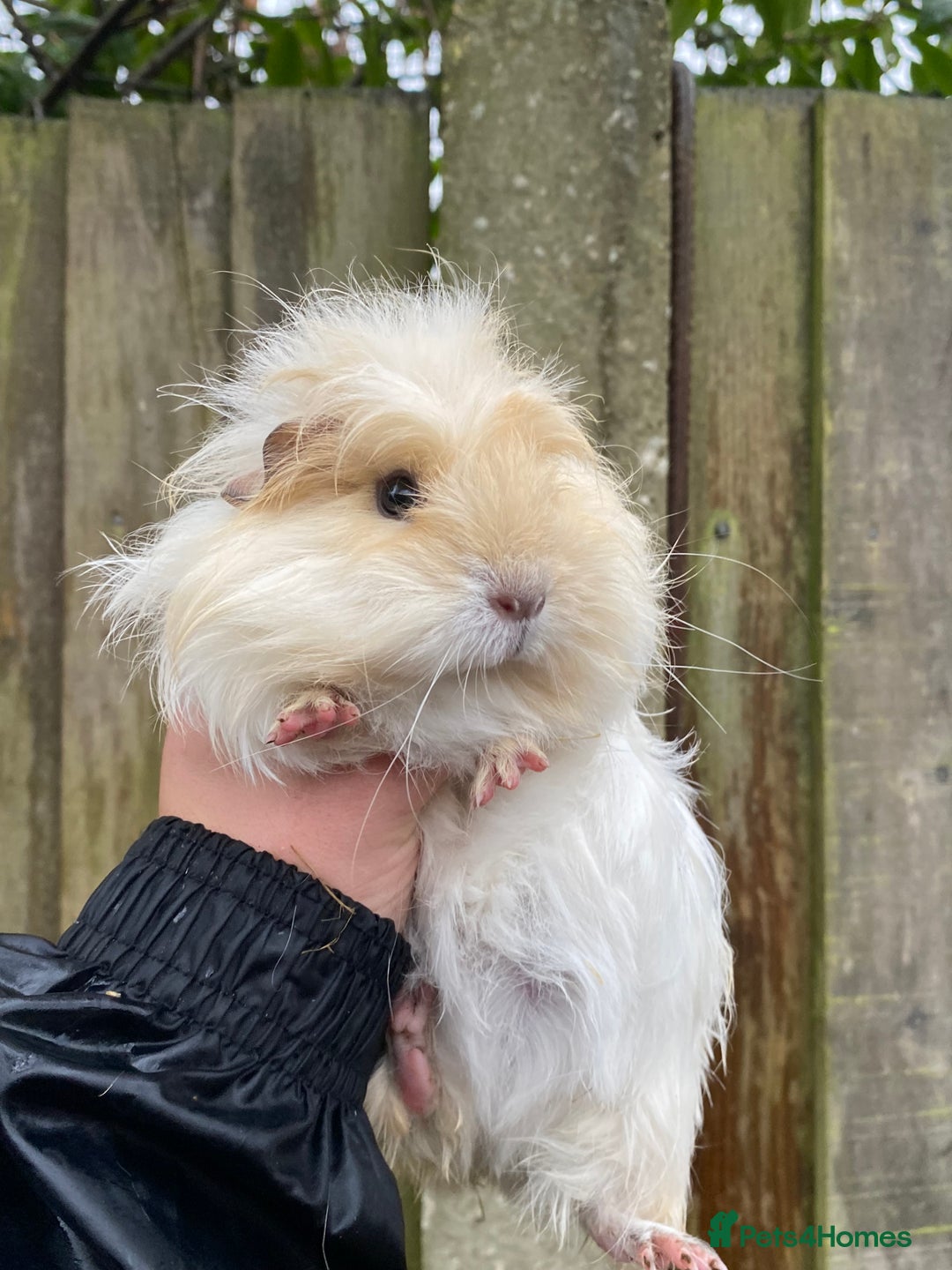Guinea Pig rodents for sale: Fluffy long haired Peruvian cross Sheltie babies - Advert 13