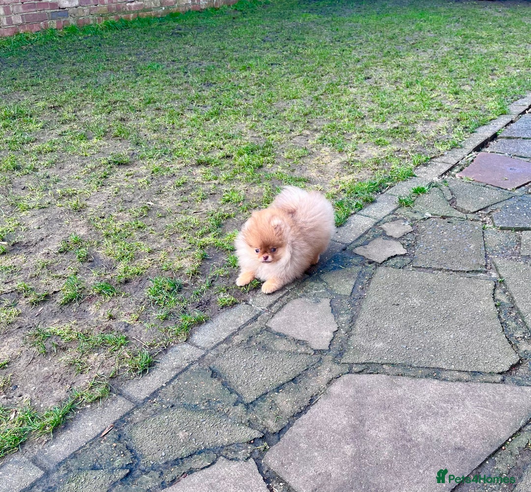 Pomeranian dogs for sale: Top Quality 🐻 Teddy Face🧸Perfect Size - Advert 5