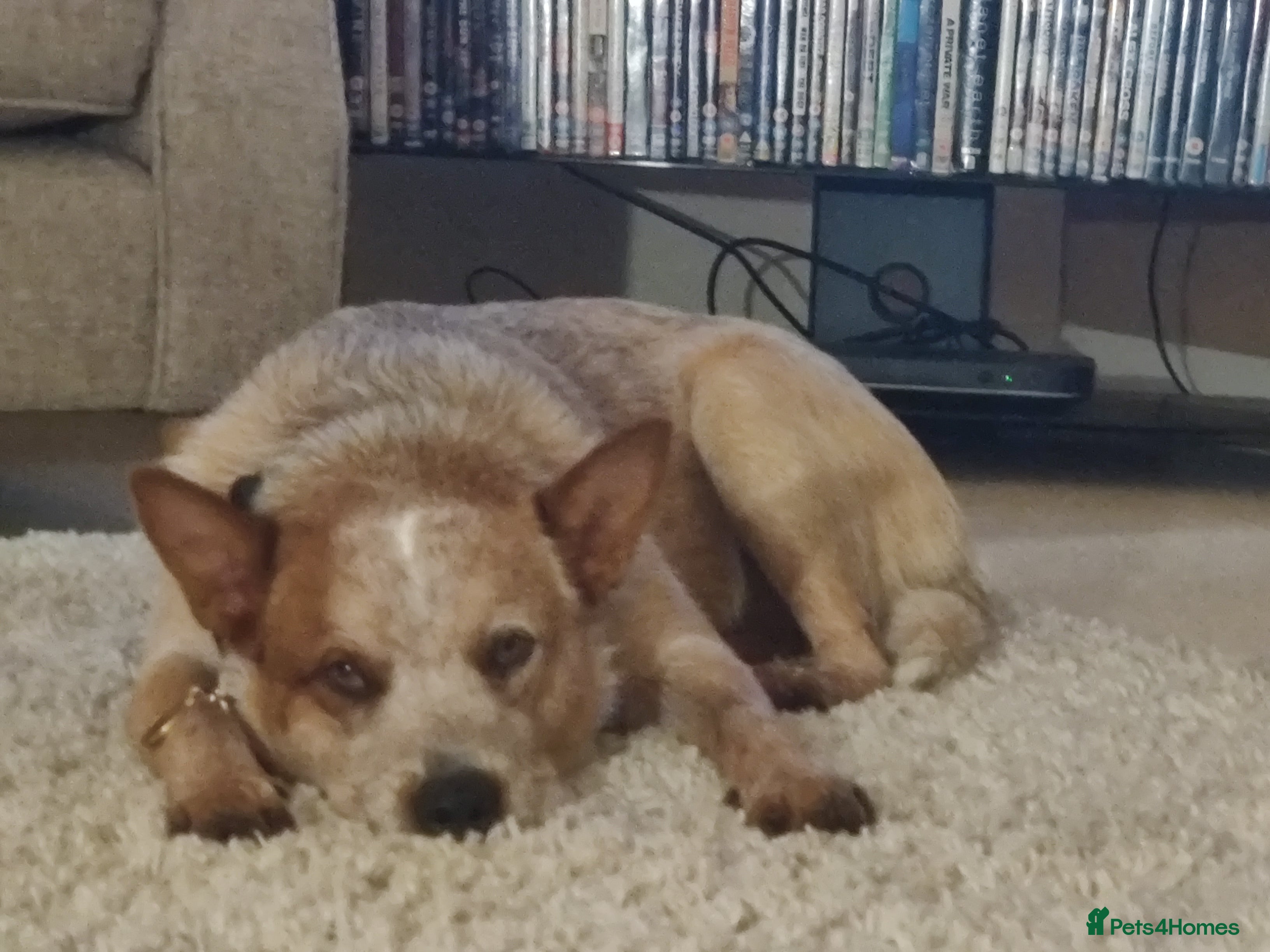 Australian Cattle Dog dogs Stud red heeler - Advert 3