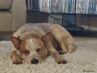 Australian Cattle Dog dogs Stud red heeler - Advert 1