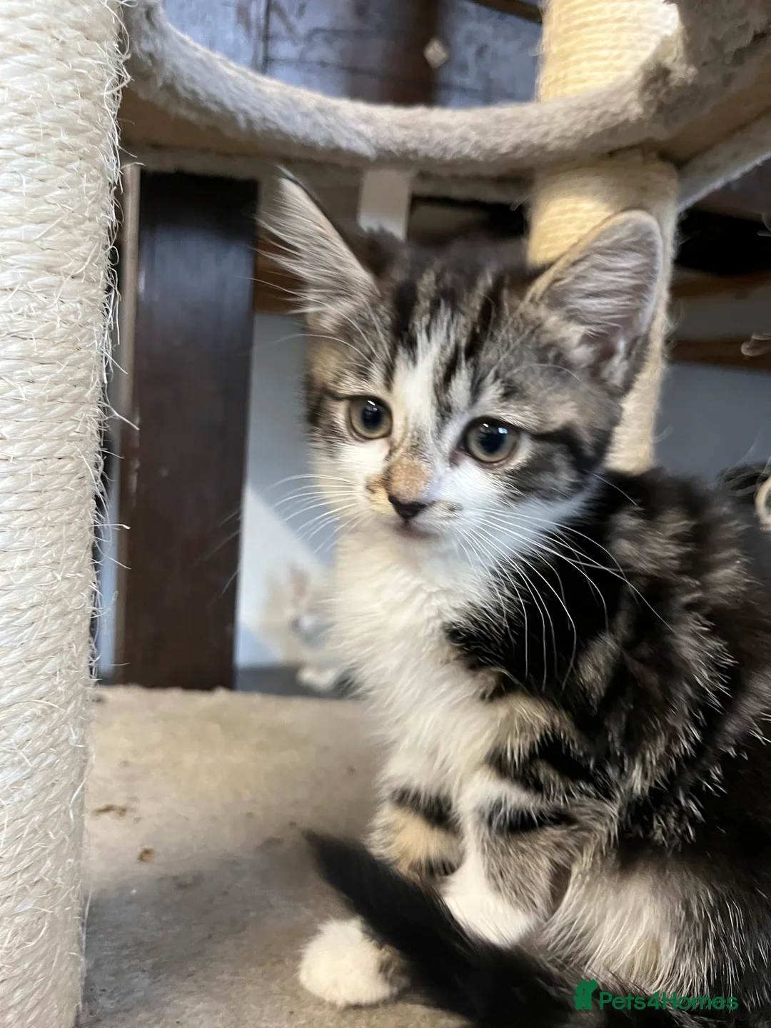 Mixed Breed cats for sale: 🐾 Stunning Mixed Breed Female Kitten Available 🐾 - Advert 2