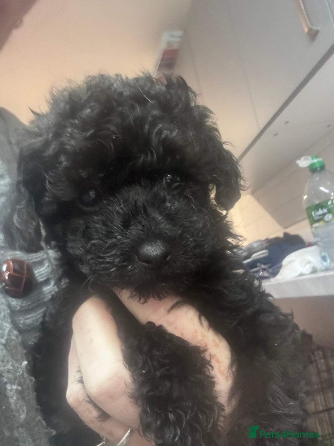 Yorkiepoo dogs for sale: 1 beautiful yorkiepoo ready to leave 🥰🥰 - Image 18
