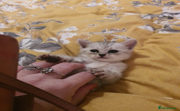 Persian cats - Advert 1