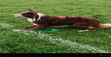 Border Collie dogs in Batley - Advert 13