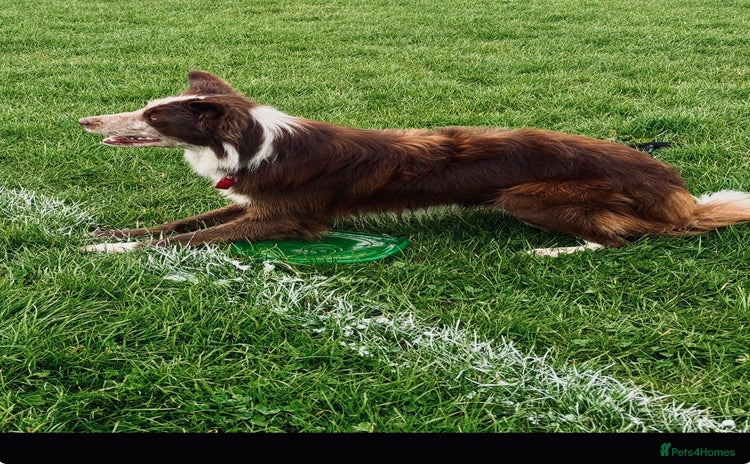 Border Collie dogs in Batley - Advert 1