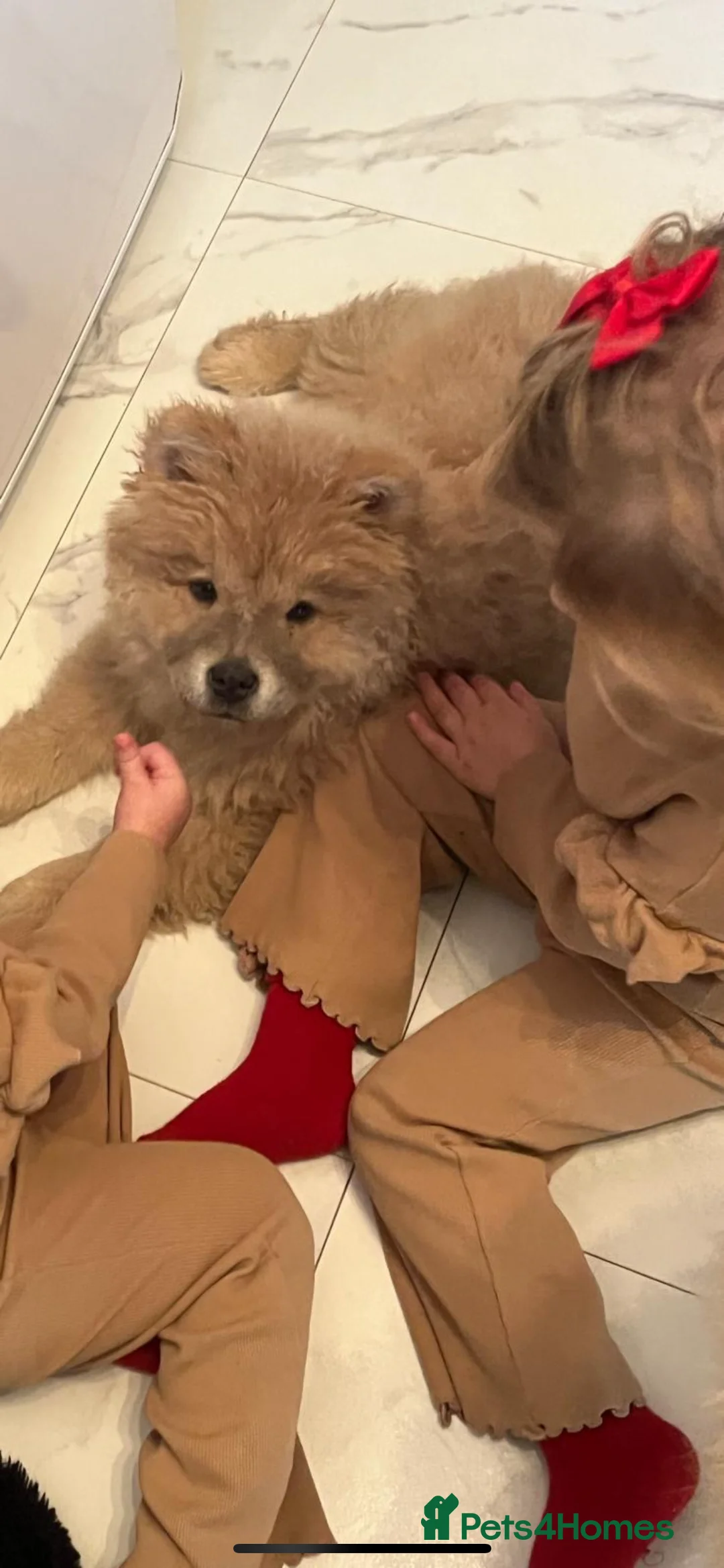 Chow Chow dogs for sale: King  in Eastbourne - Advert 2