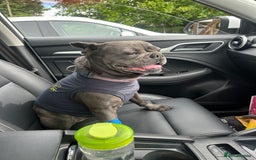 French Bulldog dogs for sale: Buddy Boy - Image 2