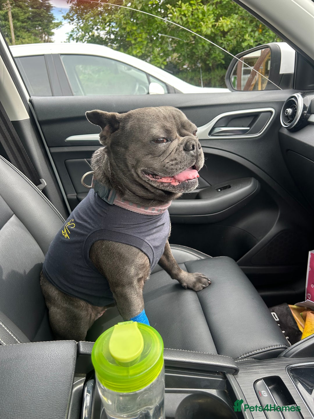 French Bulldog dogs for sale: Buddy Boy - Image 2
