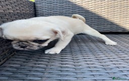 Pug dogs for sale: Pug Puppies  - Image 6