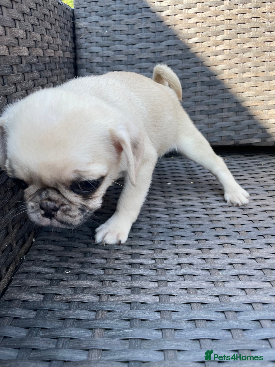 Pug dogs for sale: Pug Puppies  - Image 6