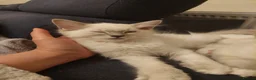 Ragdoll cats for sale: 5 Beautiful Ragdoll Kittens  - Advert 9
