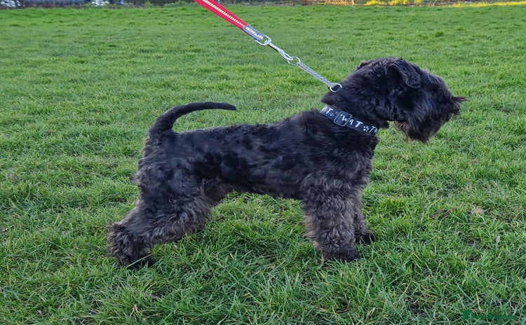 Miniature Schnauzer dogs in Hessle - Advert 3