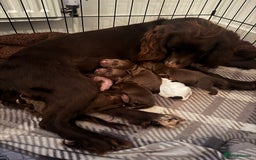 Cocker Spaniel dogs for sale: Beautiful Working Cockers Fully Health Tested  - Image 1