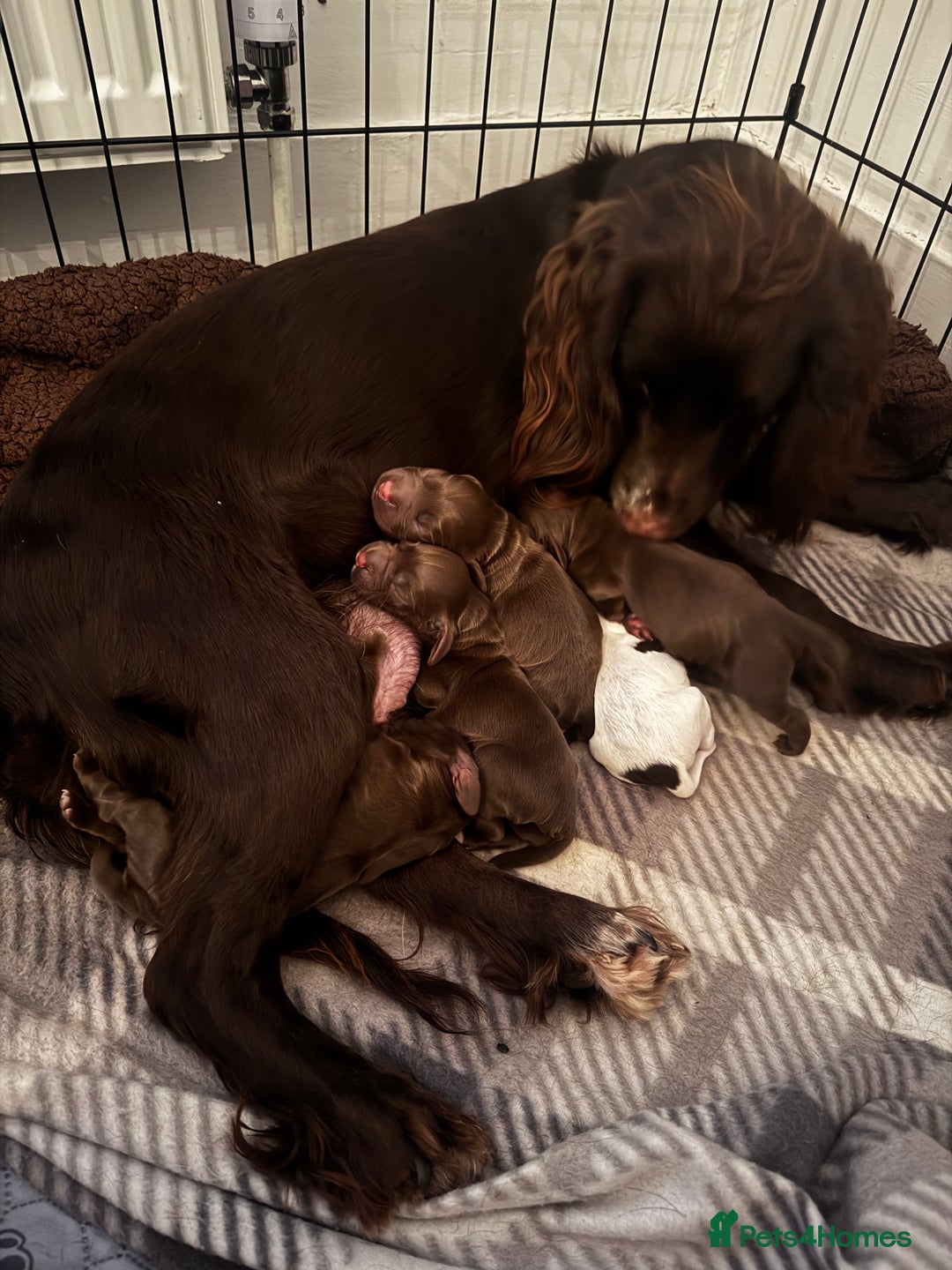 Cocker Spaniel dogs for sale: Beautiful Working Cockers Fully Health Tested  - Image 1