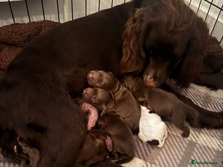 Cocker Spaniel dogs - Advert 3