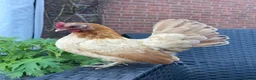 Chickens poultry for sale: Steam chickens for sale  - Advert 4