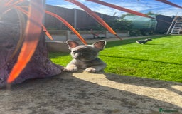 French Bulldog dogs for sale:  frenchies puppies  - Image 26