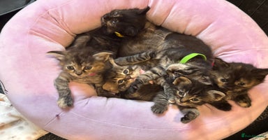 Ragcoon cats - Advert 2