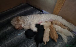 Toy Poodle dogs for sale: BEAUTIFUL TOY POODLES - Image 2