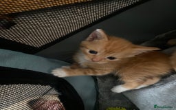 Mixed Breed cats for sale: Fluffy ginger & short fur calico 🐱🤩 - Image 19