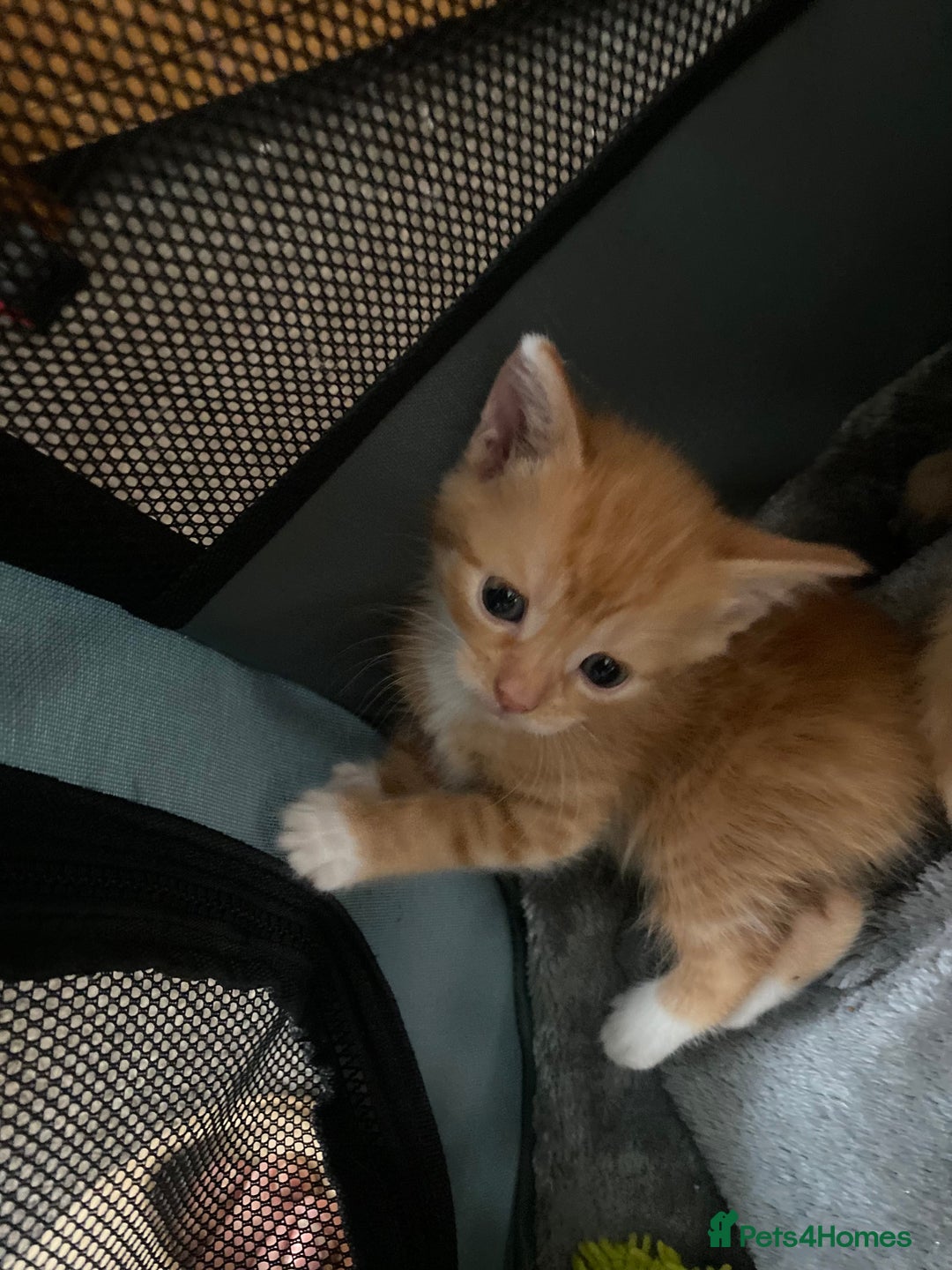 Mixed Breed cats for sale: Fluffy ginger & short fur calico 🐱🤩 - Image 19