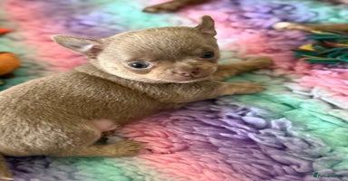 Chihuahua dogs - Advert 5