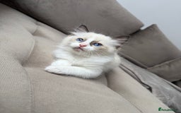 Ragdoll cats for sale: Beautiful Ragdolls READY NOW 💙 - Image 8