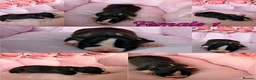 Staffordshire Bull Terrier dogs for sale: Staffordshire Bull Terrier Puppies 🐶❤️🐾 🏡  🐶 - Advert 17