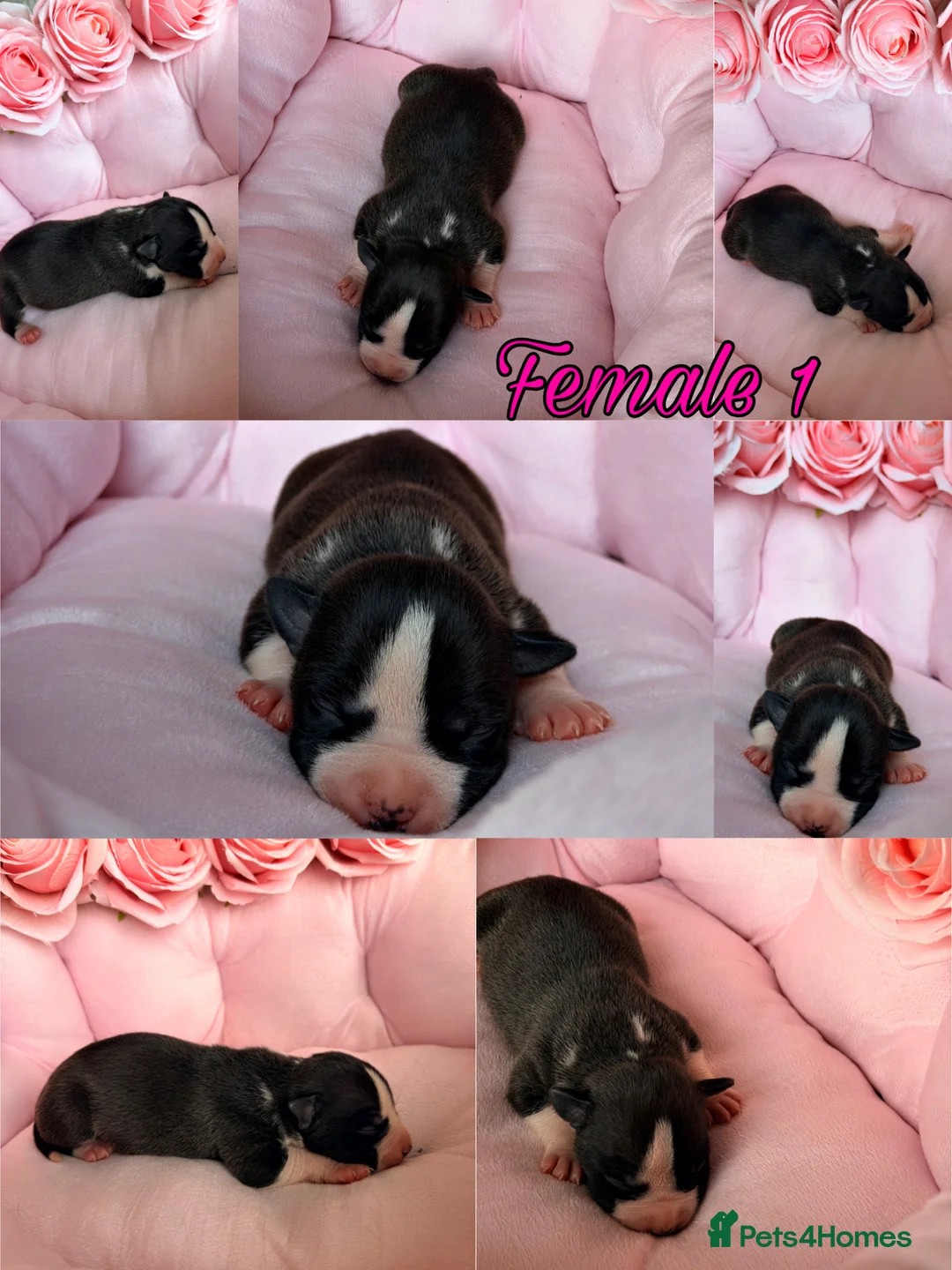 Staffordshire Bull Terrier dogs for sale: Staffordshire Bull Terrier Puppies 🐶❤️🐾 🏡  🐶 - Advert 17